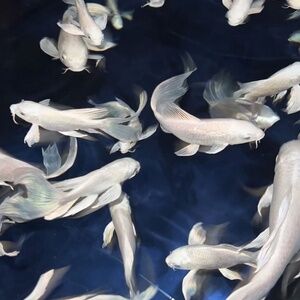 Meet your Posher, Angelina